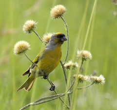 Serinus canicollis thompsonae
