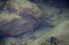 Abudefduf concolor