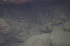 Abudefduf concolor