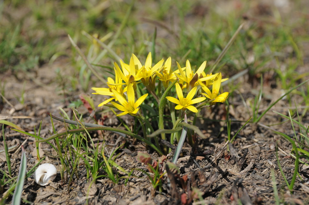 Gagea capusii