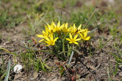 Gagea capusii