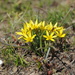 Gagea capusii - Photo (c) vladimir_epiktetov, some rights reserved (CC BY-NC), uploaded by vladimir_epiktetov