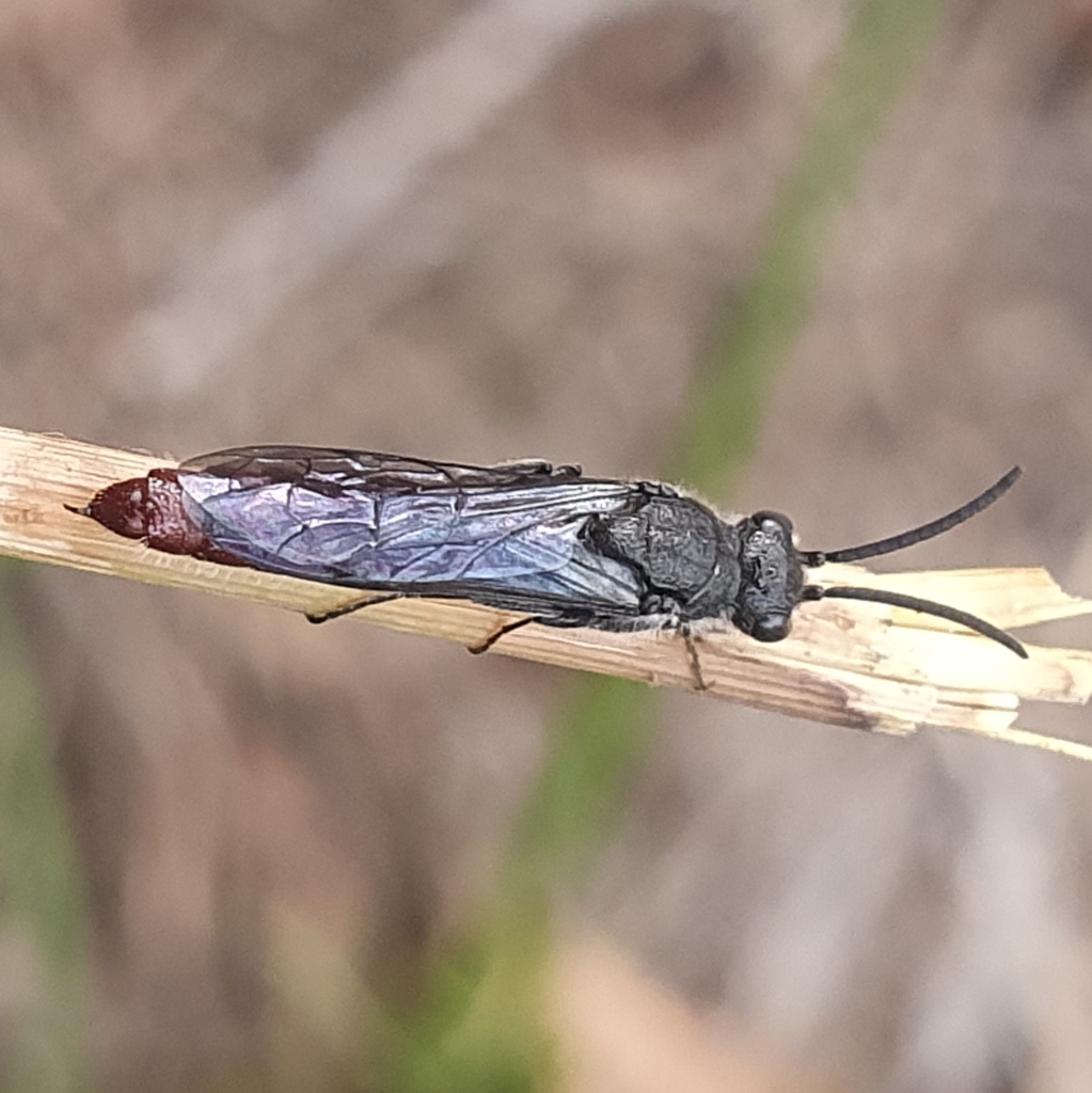 Rhytidothynnus