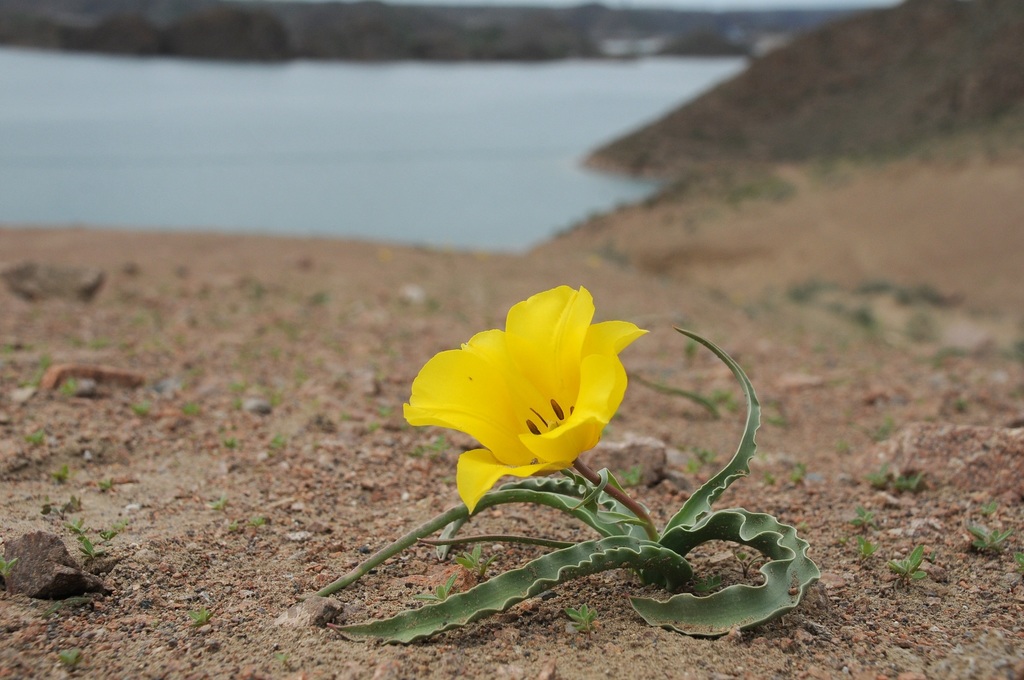 Tulipa behmiana