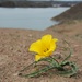Tulipa behmiana - Photo 由 vladimir_epiktetov 所上傳的 (c) vladimir_epiktetov，保留部份權利CC BY-NC