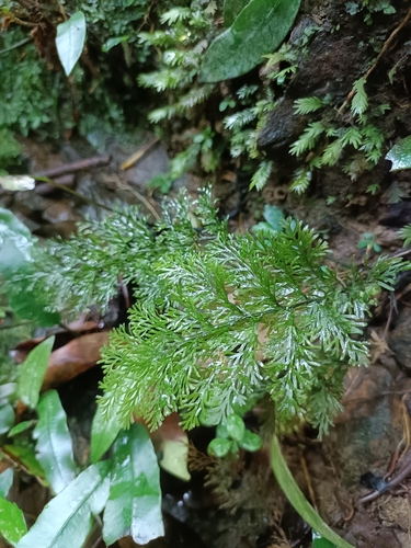 Callistopteris apiifolia (Callistopteris apiifolia)