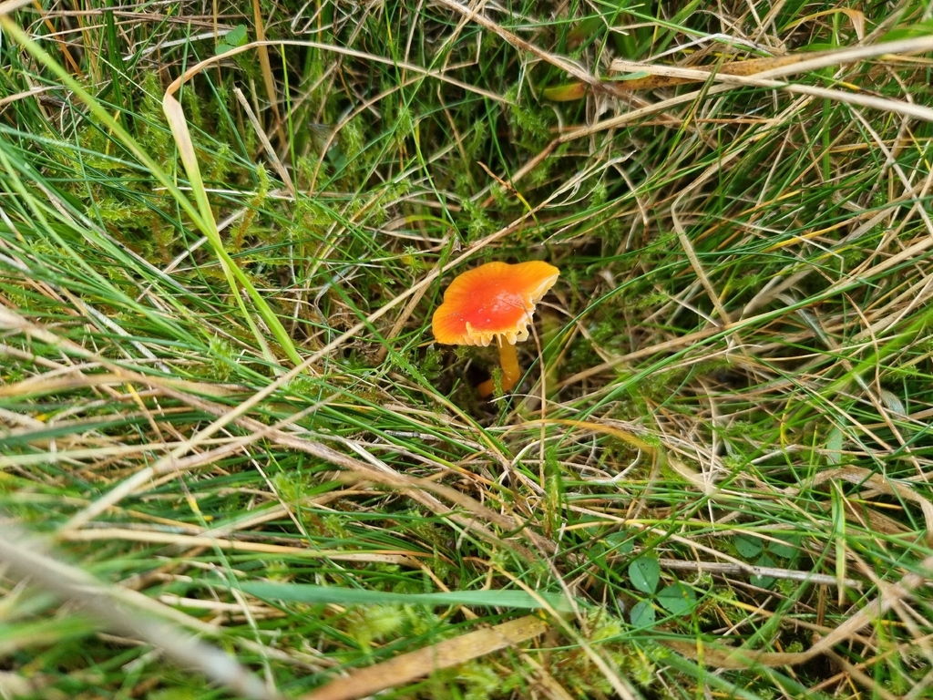 Hygrocybe insipida · November 2025 · photo: © james_ferns_etc (iNaturalist, cc-by-nc)