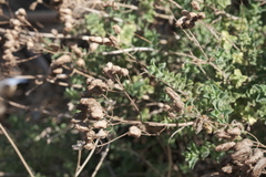 (c) fmunoz, some rights reserved (CC BY) Origanum onites, photograph (c) fmunoz, some rights reserved (CC BY)