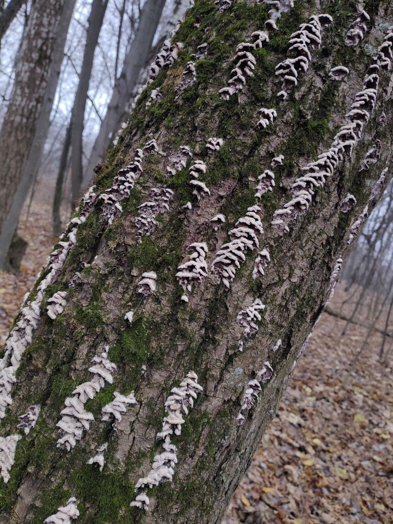 Chondrostereum purpureum · November 2025 · photo: © subeditor (iNaturalist, cc-by)