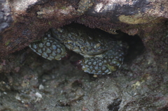 Eriphia squamata