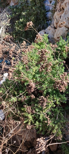 Origanum onites, photograph 3