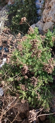 (c) fmunoz, some rights reserved (CC BY) Origanum onites, photograph (c) fmunoz, some rights reserved (CC BY)