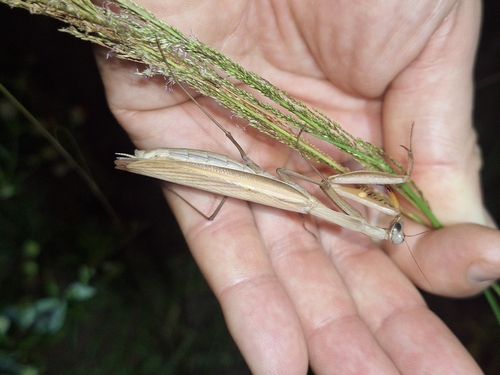 European Mantis