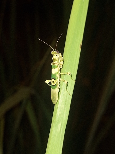 African Spiny Flower Mantis