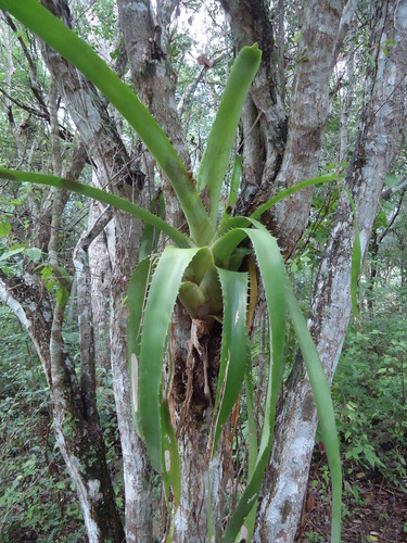 vase bromeliad