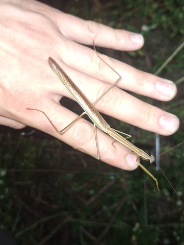 Stick Mantis