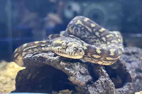 Carpet Python sighting