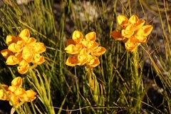 Ceratandra grandiflora