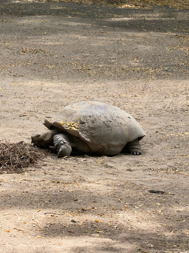 African Spurred Tortoise