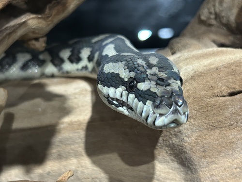 Jungle Carpet Python sighting