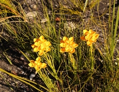 Ceratandra grandiflora