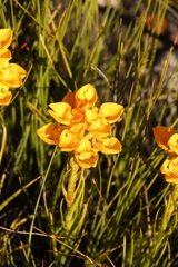 Ceratandra grandiflora