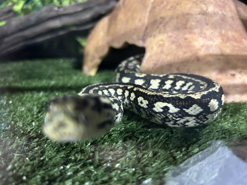 Carpet Python sighting