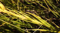 Ceratandra grandiflora