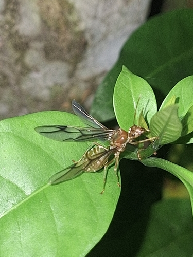 African Weaver Ant