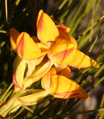 Ceratandra grandiflora