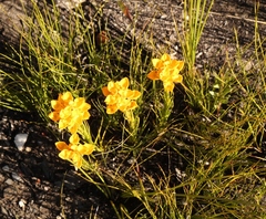 Ceratandra grandiflora