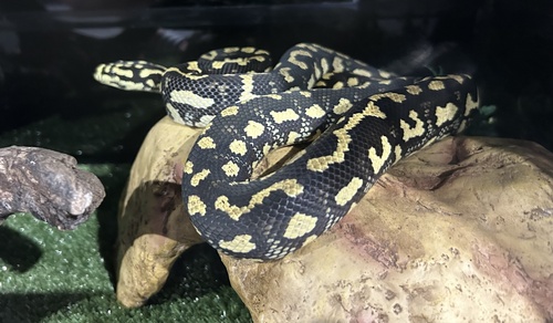 Carpet Python sighting