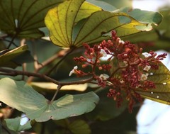 Piliostigma foveolatum
