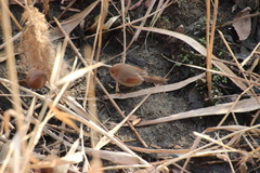 Sinosuthora webbiana