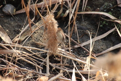 Sinosuthora webbiana