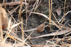 Sinosuthora webbiana