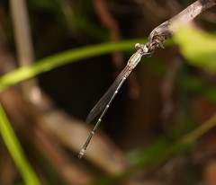 Austrolestes aridus