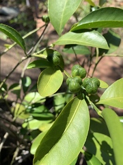 Suregada procera