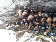 Austrolittorina cincta