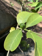 Suregada procera