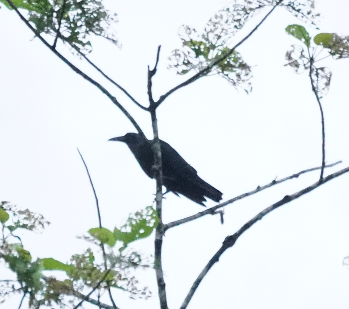 Sunda Crow (Corvus enca), photo 5