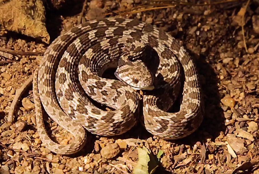 Rhombic Egg Eater (Dasypeltis scabra)