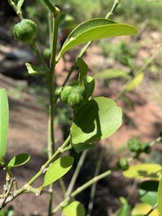 Suregada procera