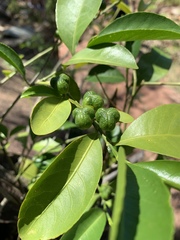 Suregada procera