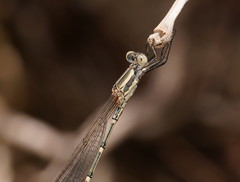 Austrolestes aridus