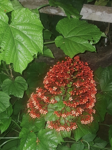 Pagoda Flower