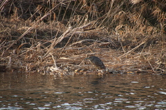 Nycticorax nycticorax