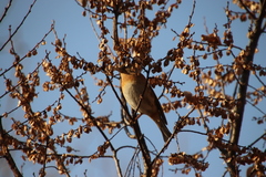 Fringilla montifringilla