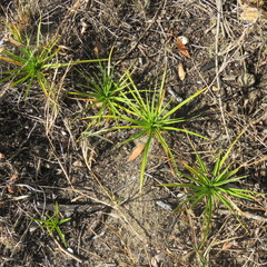 Cyperus pedunculatus