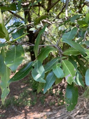 Diospyros mespiliformis